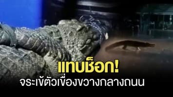 มองไกลๆ นึกว่าตัวเงินตัวทอง พอเข้าใกล้ แทบช็อก! จระเข้ ยาวกว่า 2 เมตร ขวางกลางถนน