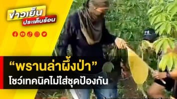 สุดเซียน ! “พรานล่าผึ้งป่า” ออกตีผึ้ง ไม่ใส่ชุดป้องกัน เผย ไม่เคยถูกผึ้งต่อย