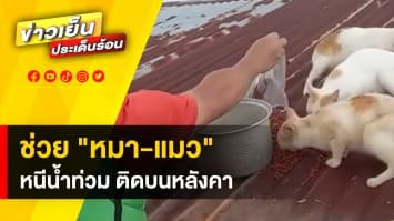 ยังวิกฤต ! ชาวบ้านเข้าช่วยเหลือ “หมา-แมว” หนีน้ำท่วม ติดอยู่บนหลังคา