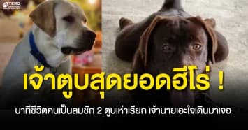 เจ้าตูบสุดยอดฮีโร่ ! นาทีชีวิตคนเป็นลมชัก 2 ตูบเห่าเรียก เจ้านายเอะใจเดินมาเจอ