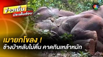 เมายกโขลง ! ช้างป่า 24 ตัว หลับลึกปลุกไม่ตื่น ชาวบ้านคาดซดเหล้าหมักจนหมดสภาพ