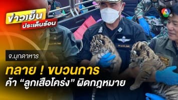 ตำรวจ ปทส. บุกทลาย ! ขบวนการค้า ลูกเสือโคร่ง ผิดกฎหมายข้ามชาติ