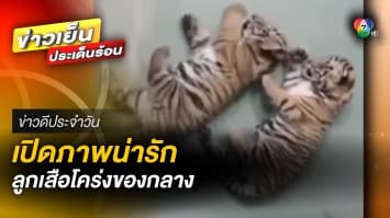 เปิดภาพน่ารัก ! “ลูกเสือโคร่ง” ของกลาง จากขบวนค้าสัตว์ป่าข้ามชาติ | ข่าวดีประจำวัน