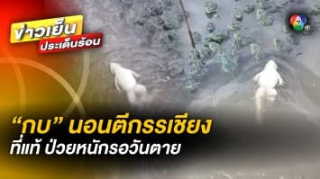 น่าสงสาร ! นักวิชาการเผย “กบตีกรรเชียงว่ายน้ำ” ในคลิปดัง ที่แท้ป่วยรอวันตาย