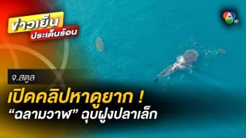 เปิดภาพหาดูยาก ! “ฉลามวาฬ” โผล่ฮุบกินปลาฝูงเล็ก กลางทะเล จ.สตูล