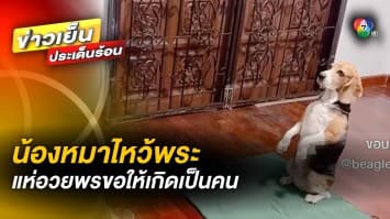 สุดน่ารัก ! น้องหมาไหว้พระ สะสมบุญ ด้านแก๊งหมาป่วน อาละวาดรุมกัดรถชาวบ้าน