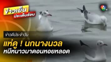 แห่ดู ! นกนางนวล หนีหนาวมาดอนหอยหลอด สร้างรายได้ให้ชาวบ้าน | ข่าวดีประจำวัน
