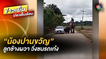 โซเชียลแห่เอาใจช่วย “น้องปานขวัญ” ลูกช้างผวา วิ่งชนรถเก๋งเสียหาย