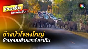 ภาพหาดูยาก ! ช้างป่าโขลงใหญ่ เดินข้ามถนน ย้ายแหล่งหากิน ณ เขาใหญ่