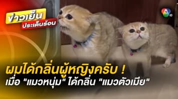 แตกเนื้อหนุ่ม ! เมื่อ “แมวหนุ่ม” ได้กลิ่น “แมวสาว” จะเป็นอย่างไร ?