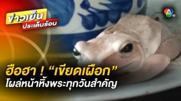 ชาวบ้าน ฮือฮา ! “เขียดตะปาดเผือก” โผล่หน้าหิ้งพระทุกวันสำคัญ