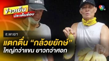 ชาวบ้านตะลึง ! แห่ขอดู ขอจับ “กล้วยยักษ์” ใหญ่กว่าแขน ยาวเท่าศอก