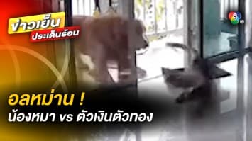 อลหม่าน ! เมื่อ “โกลเด้น” VS “ตัวเงินตัวทอง” มนุษย์จะทำอย่างไรดี ?