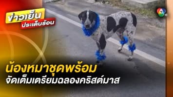 พร้อมสุด ๆ ! “ซานต้าหมา” ใส่ชุดจัดเต็ม เตรียมฉลองงานคริสต์มาส