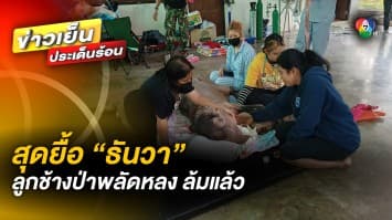 สุดยื้อ “น้องธันวา” ลูกช้างป่าพลัดหลงจากฝูง ล้มแล้ว หลังรักษาตัวเกือบ 1 เดือน