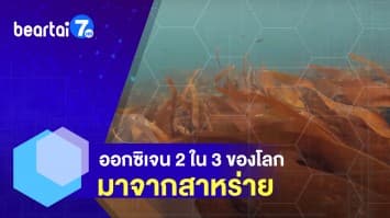 รู้หรือไม่ ! ออกซิเจน 2 ใน 3 ของโลก มาจากสาหร่าย 