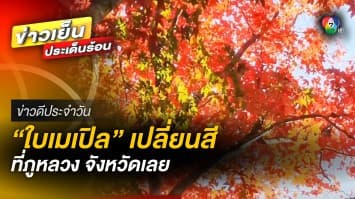 ชวนชม ! “ใบเมเปิล” เปลี่ยนสี ที่ภูหลวง รอต้อนรับนักท่องเที่ยว จ.เลย | ข่าวดีประจำวัน