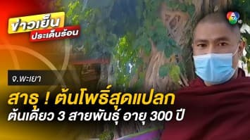 ต้นโพธิ์สุดแปลก ! อายุกว่า 362 ปี แถมมี 3 สายพันธุ์ในต้นเดียว