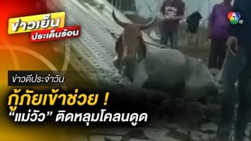กู้ภัยเข้าช่วยเหลือ ! แม่วัวถูกโคลนดูด ตกหลุมลึกกว่า 1 เมตร | ข่าวดีประจำวัน