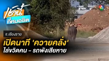 ระทึก ! “ควายคลั่ง” ไล่ขวิดรถเก๋งพังยับ คนหนีตายกระเจิง จ.เชียงราย