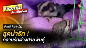 สุดน่ารัก ! เพื่อนรักต่างสายพันธุ์ นอนกอดกันทุกเช้า | ข่าวดีประจำวัน