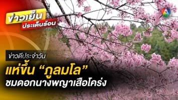 บานสะพรั่ง ! นักท่องเที่ยวแห่ชม ดอกนางพญาเสือโคร่ง จ.พิษณุโลก | ข่าวดีประจำวัน