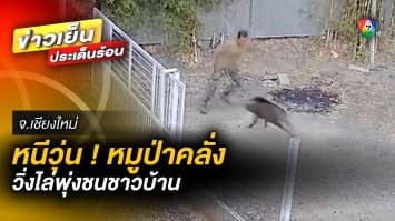 วิ่งหนีวุ่น ! หมูป่าคลั่ง บุกพังประตูรั้ว ไล่พุ่งชนชาวบ้าน จ.เชียงใหม่