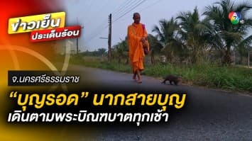 “บุญรอด” นากสายบุญ ! เดินตามพระบิณฑบาตทุกเช้า จ.นครศรีธรรมราช