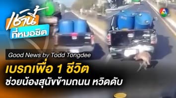 เบรกกะทันหัน ! เพื่อช่วย 1 ชีวิตที่มีค่า น้องสุนัขข้ามถนน หวิดโดนรถชน