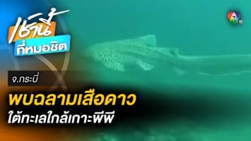 ฮือฮา ! พบ “ฉลามเสือดาว” ใต้ทะเลใกล้ เกาะพีพี บ่งชี้ความอุดมสมบูณ์ 