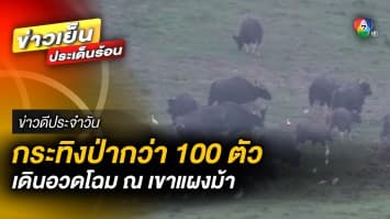 ฝูงกระทิงป่ากว่า 100 ตัว เดินอวดโฉม ท่ามกลางอากาศหนาวเย็น | ข่าวดีประจำวัน