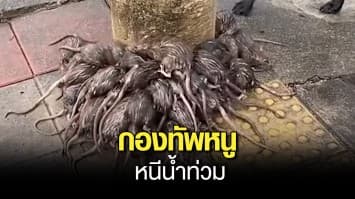 เห็นแล้วขนลุก ! กองทัพหนู หนีน้ำขึ้นฝั่ง