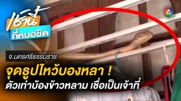 จุดธูปไหว้ “บองหลา” 4 เมตร บุกบ้าน กู้ภัยจับง่าย เชื่อเป็นงูเจ้าที่