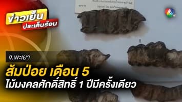 1 ปีมีครั้งเดียว ! “ส้มป่อย” เดือน 5 ไม้มงคล ชาวบ้านเชื่อ ปัดเป่าสิ่งชั่วร้าย