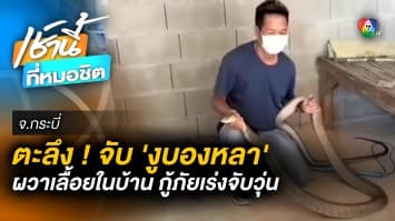 สุดอึ้ง ! สร้างบ้านไม่ทันเสร็จ “จงอาง” เจ้าที่เข้ามาอยู่ก่อน จ.กระบี่