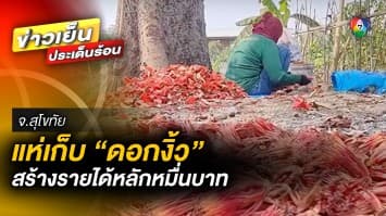 ชาวบ้านแห่เก็บ “ดอกงิ้ว” ข้างถนน สร้างรายได้หลักหมื่นบาท จ.สุโขทัย