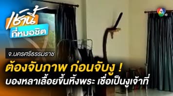 คอหวยอึ้ง ! “บองหลา” เลื้อยขึ้นหิ้งพระ เชื่อเป็นงูเจ้าที่ให้โชค จ.นครศรีธรรมราช