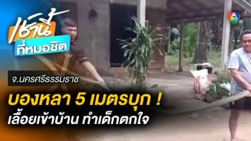 ระทึก ! “บองหลา” 5 เมตร เลื้อยพรวดเข้าบ้าน ทำเด็กตกใจ จ.นครศรีธรรมราช