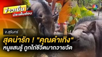 ขวัญใจชาวบ้าน ! “คุณดำเกิง” หมูแสนรู้ ถูกไถ่ชีวิตมาถวายวัด จ.นครศรีธรรมราช