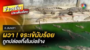 ผวา ! จระเข้นับร้อยตัว ถูกปล่อยทิ้งในบ่อร้าง กลางชุมชุน ชาวบ้านหวั่นความปลอดภัย