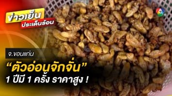 1 ปีมีครั้งเดียว ! “ตัวอ่อนจักจั่น” อาหารถิ่นอีสาน ราคาสูงถึง 700 บาท จ.ขอนแก่น