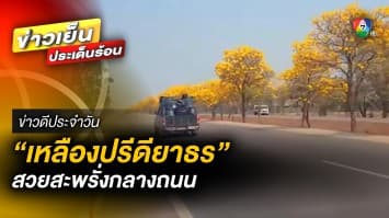 พาชม ! “เหลืองปรีดียาธร” สวยสะพรั่งกลางถนน ยาวกว่า 34 กม. จ.สุโขทัย | ข่าวดีประจำวัน