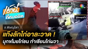 เซียนไก่ชนผวา ! แก๊งลักไก่ชนอาละวาด ตระเวนลักไก่ทั่ว จ.พิษณุโลก