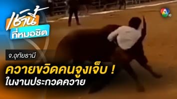 “ควาย” ตกใจ ! ไล่ขวิดคนจูงบาดเจ็บ กลางงานประกวดควาย จ.อุทัยธานี