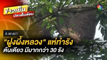 ฮือฮา ! “ฝูงผึ้งหลวง” แห่ทำรังบน “ต้นเรือง” ต้นเดียวมีมากกว่า 30 รัง จ.พะเยา