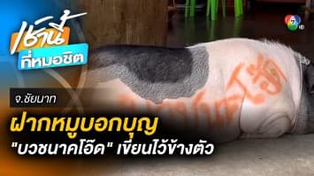 มิติใหม่ ! แจกการ์ดไม่ทัน ใช้หมูเดินบอกบุญงานบวช จ.ชัยนาท