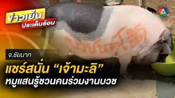 แชร์สนั่น ! “เจ้ามะลิ” หมูแสนรู้ชวนคนร่วมงานบวช จ.ชัยนาท 