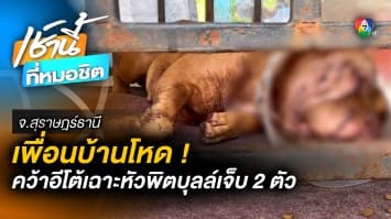 เตรียมเอาผิด ! เพื่อนบ้านโหด ฟันสุนัขพิตบุลล์บาดเจ็บ 2 ตัว จ.สุราษฎร์ธานี