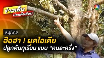 ฮือฮา ! โครงการปลูกต้นทุเรียนหมอนทอง ขายแบบ “คนละครึ่ง” จ.สุโขทัย