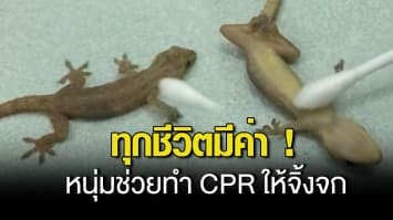 ทุกชีวิตมีค่า ! หนุ่มช่วยทำ CPR ให้จิ้งจก หลังพลัดตกถังน้ำแข็งจนน็อกแน่นิ่ง